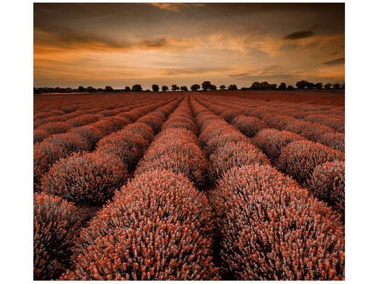 Fototapeta, Oszałamiający krajobraz z lawendą w pomarańczu, 6 elementów, 268x240 cm Oobrazy
