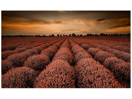 Fototapeta, Oszałamiający krajobraz z lawendą w pomarańczu, 8 elementów, 412x248 cm Oobrazy