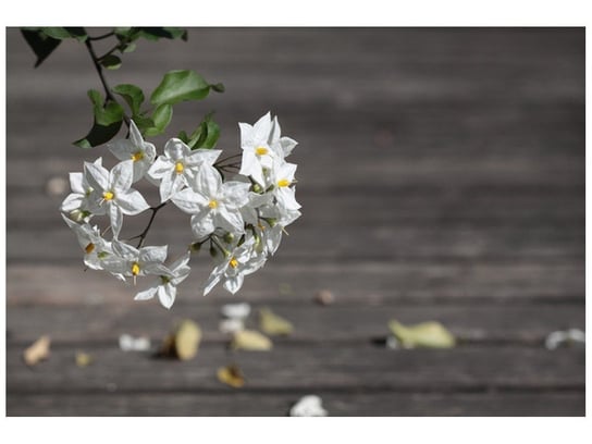Fototapeta Owocne kwiaty - Mathias Erhart, 200x135 cm Oobrazy