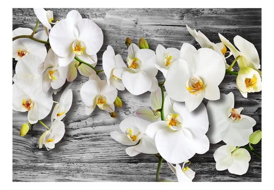 Fototapeta, Oziębłe orchidee III, 400x280 cm DecoNest
