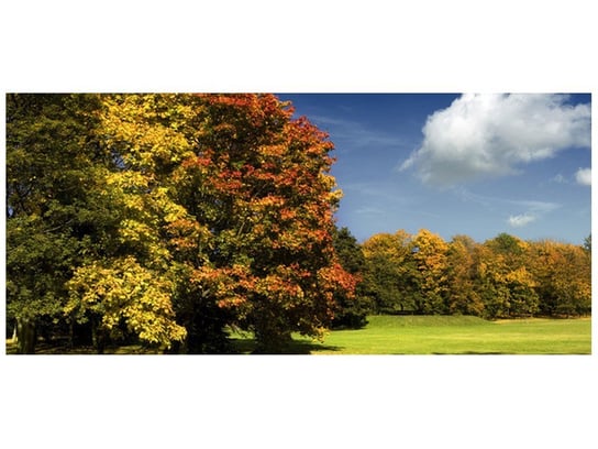 Fototapeta, Park jesienią, 12 elementów, 536x240 cm Oobrazy