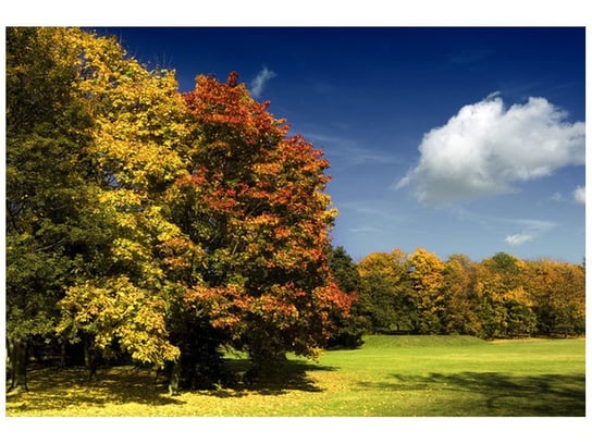 Fototapeta Park jesienią, 200x135 cm Oobrazy