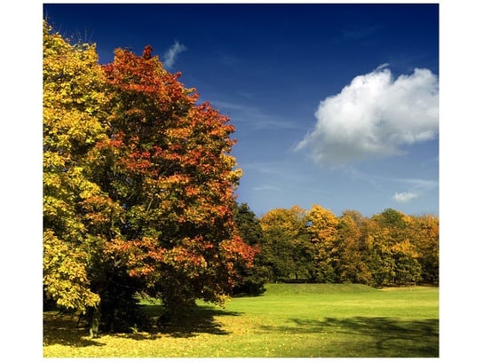 Fototapeta Park jesienią, 6 elementów, 268x240 cm Oobrazy