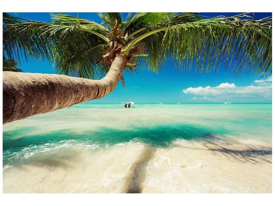 Fototapeta Piękna palma nad Morzem Karaibskim, 200x135 cm Oobrazy
