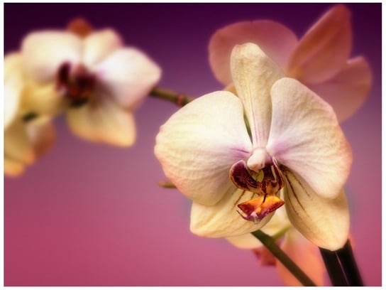 Fototapeta Piękne kwiatki, 2 elementy, 200x150 cm Oobrazy