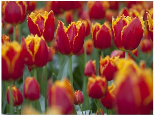 Fototapeta Pierzaste tulipany - Nina Matthews, 2 elementy, 200x150 cm Oobrazy