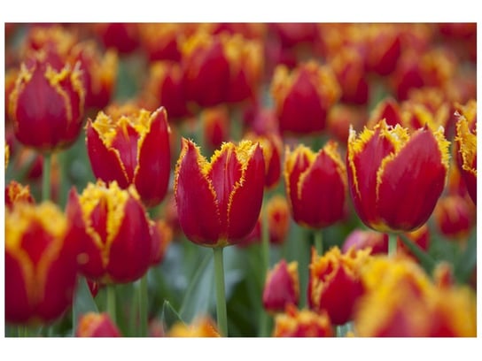 Fototapeta Pierzaste tulipany - Nina Matthews, 8 elementów, 400x268 cm Oobrazy