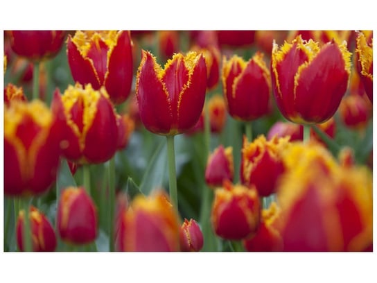 Fototapeta Pierzaste tulipany - Nina Matthews, 8 elementów, 412x248 cm Oobrazy