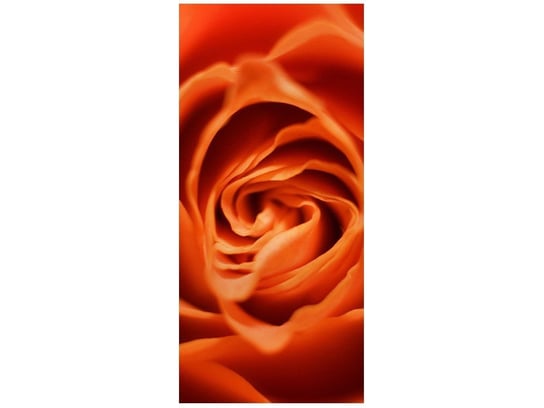 Fototapeta, Płatki róży herbacianej, 1 elementów, 95x205 cm Oobrazy