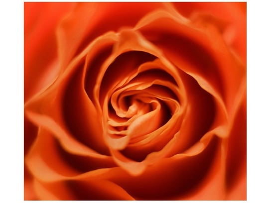 Fototapeta Płatki róży herbacianej, 6 elementów, 268x240 cm Oobrazy
