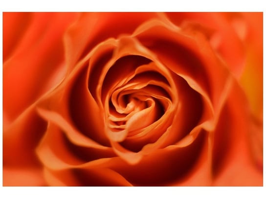 Fototapeta Płatki róży herbacianej, 8 elementów, 368x248 cm Oobrazy