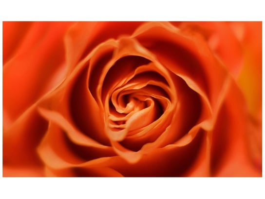 Fototapeta Płatki róży herbacianej, 8 elementów, 412x248 cm Oobrazy