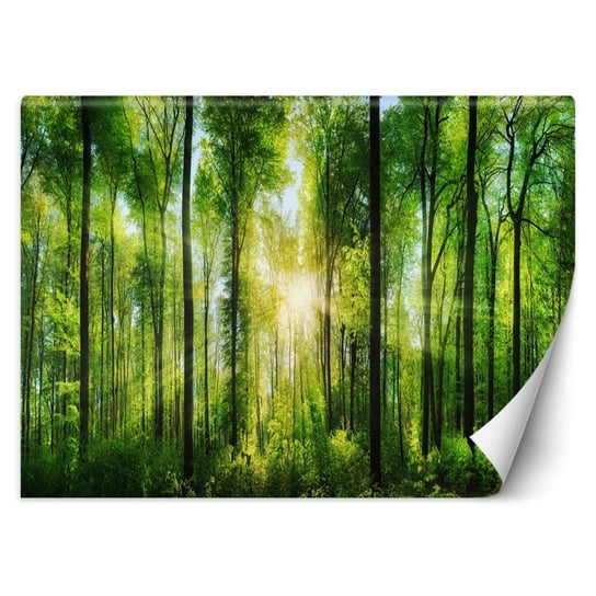 Fototapeta, Promienie słońca w zielonym lesie - 300x210 Inna marka