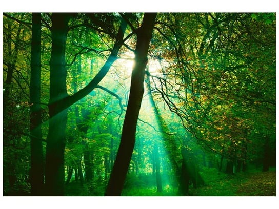 Fototapeta Promienie słoneczne wśród drzew Pawel Pacholec, 200x135 cm Oobrazy