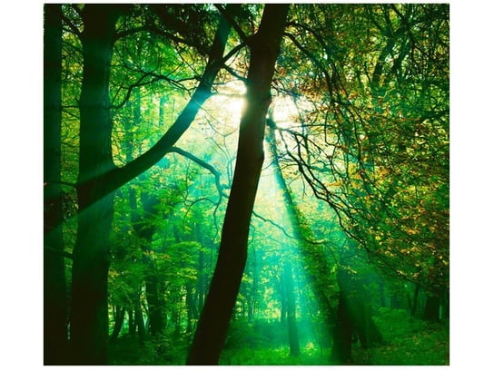 Fototapeta Promienie słoneczne wśród drzew - Pawel Pacholec, 6 elementów, 268x240 cm Oobrazy