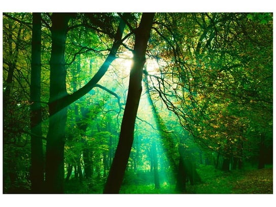 Fototapeta Promienie słoneczne wśród drzew - Pawel Pacholec, 8 elementów, 368x248 cm Oobrazy