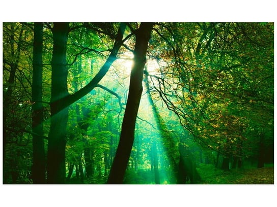 Fototapeta Promienie słoneczne wśród drzew - Pawel Pacholec, 8 elementów, 412x248 cm Oobrazy