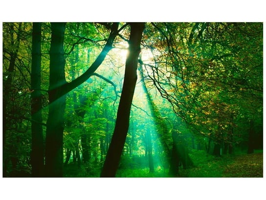 Fototapeta, Promienie słoneczne wśród drzew - Pawel Pacholec, 9 elementów, 402x240 cm Oobrazy