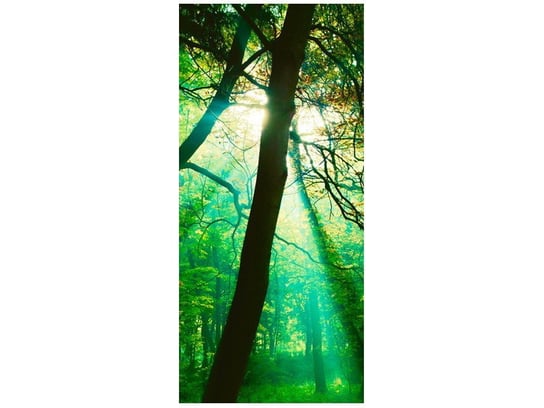 Fototapeta Promienie słoneczne wśród drzew Pawel Pacholec, 95x205 cm Oobrazy