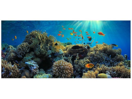 Fototapeta, Rafa koralowa, 12 elementów, 536x240 cm Oobrazy