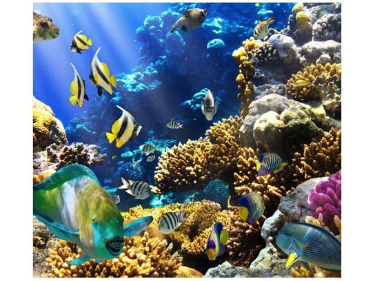 Fototapeta, Rafa koralowa, 6 elementów, 268x240 cm Oobrazy