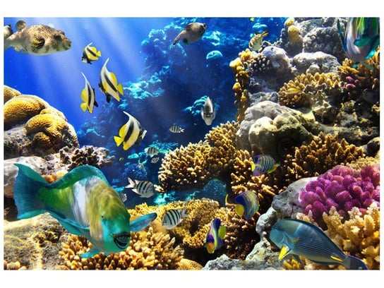 Fototapeta, Rafa koralowa, 8 elementów, 368x248 cm Oobrazy