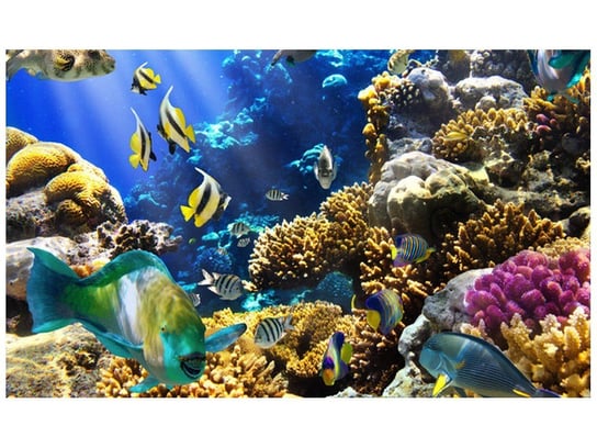 Fototapeta, Rafa koralowa, 9 elementów, 402x240 cm Oobrazy