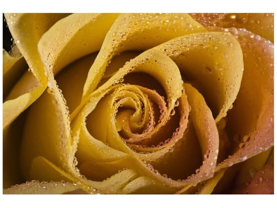 Fototapeta, Rosa wśród płatków róży, 8 elementów, 400x268 cm Oobrazy