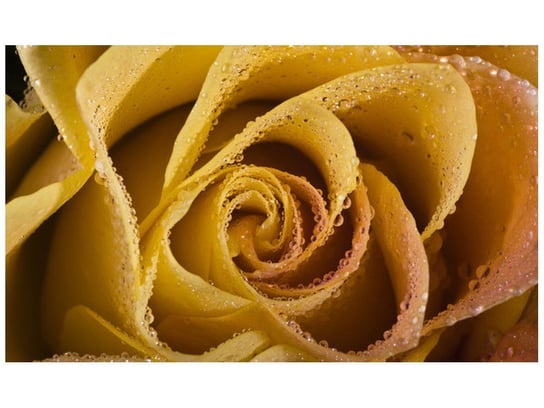 Fototapeta, Rosa wśród płatków róży, 9 elementów, 402x240 cm Oobrazy