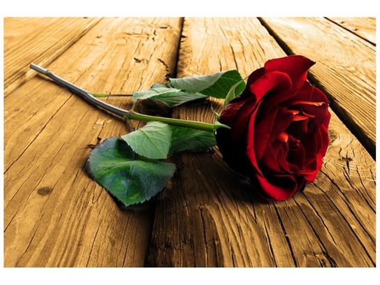 Fototapeta, Róża dla ukochanej, 1 element, 200x135 cm Oobrazy