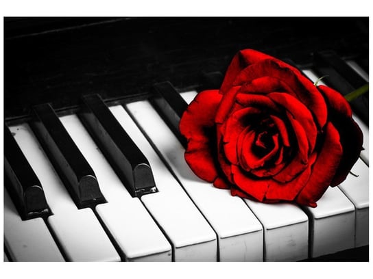 Fototapeta, Róża na fortepianie, 1 element, 200x135 cm Oobrazy