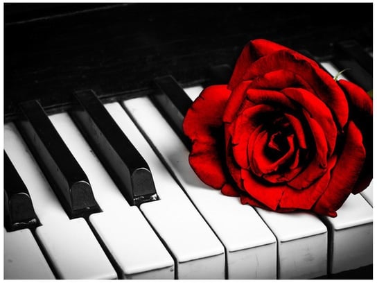 Fototapeta, Róża na fortepianie, 2 elementy, 200x150 cm Oobrazy
