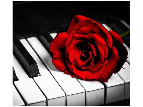 Fototapeta, Róża na fortepianie, 6 elementów, 268x240 cm Oobrazy