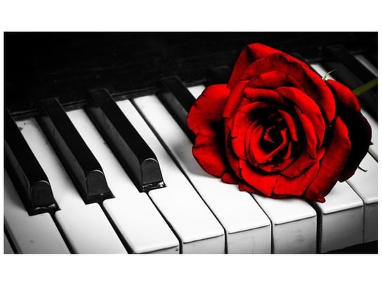Fototapeta, Róża na fortepianie, 9 elementów, 402x240 cm Oobrazy