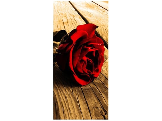 Fototapeta, Róża w sepii, 1 element, 95x205 cm Oobrazy