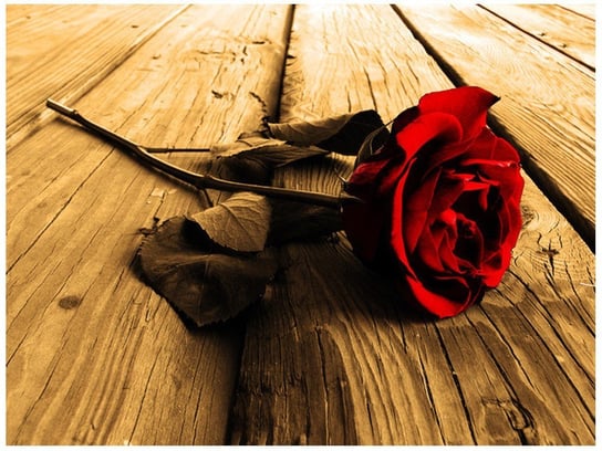 Fototapeta, Róża w sepii, 2 elementy, 200x150 cm Oobrazy
