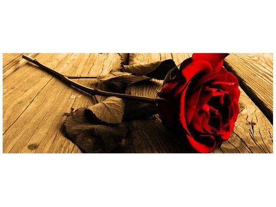 Fototapeta, Róża w sepii, 2 elementy, 268x100 cm Oobrazy