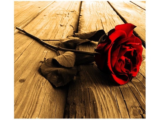 Fototapeta Róża w sepii, 6 elementów, 268x240 cm Oobrazy