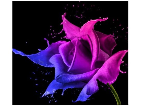 Fototapeta Róża z farb - Jakub Banaś, 6 elementów, 268x240 cm Oobrazy
