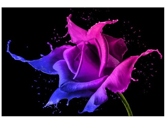 Fototapeta Róża z farb - Jakub Banaś, 8 elementów, 368x248 cm Oobrazy