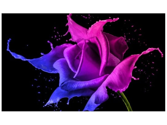 Fototapeta Róża z farb - Jakub Banaś, 8 elementów, 412x248 cm Oobrazy