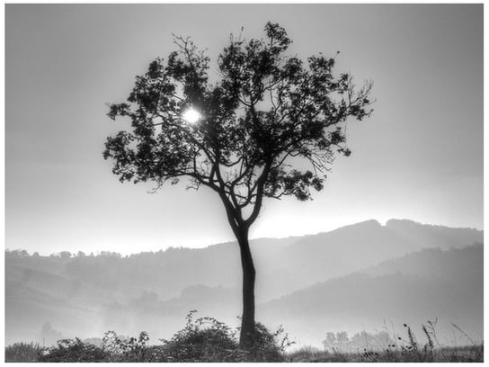 Fototapeta Samotne drzewo, 2 elementy, 200x150 cm Oobrazy