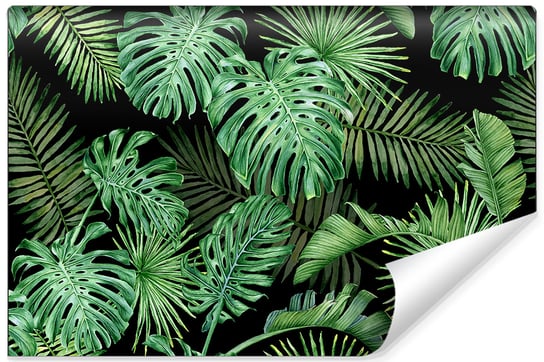 Fototapeta Ścienna, MURALO, Liście MONSTERA Natura 90x60 cm Muralo