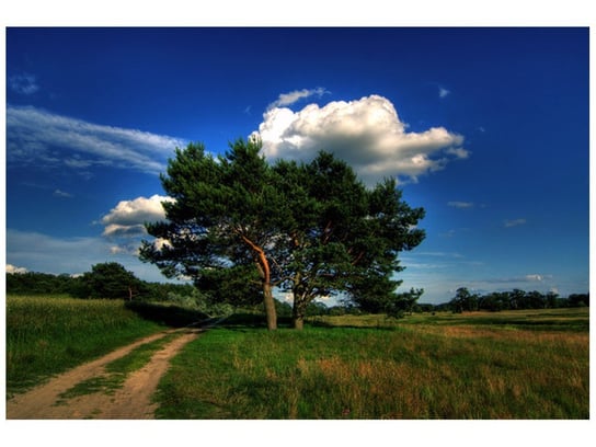 Fototapeta Silne drzewa, 200x135 cm Oobrazy
