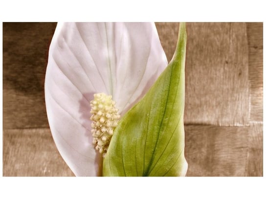 Fototapeta, Skrzydłokwiat, 9 elementów, 402x240 cm Oobrazy
