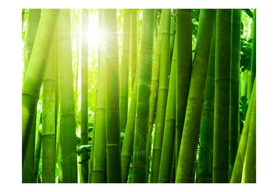 Fototapeta, Słońce i bambus, 300X231 DecoNest