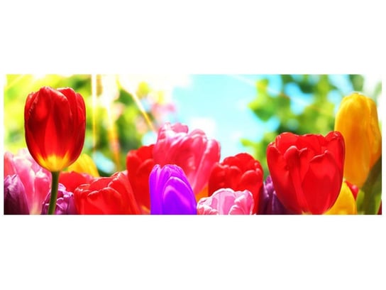 Fototapeta Słoneczne tulipany, 2 elementy, 268x100 cm Oobrazy
