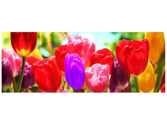 Fototapeta Słoneczne tulipany, 2 elementy, 268x100 cm Oobrazy