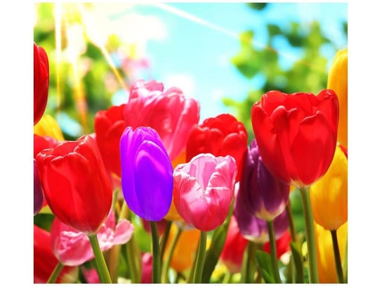 Fototapeta, Słoneczne tulipany, 6 elementów, 268x240 cm Oobrazy