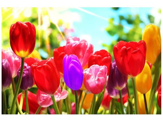 Fototapeta, Słoneczne tulipany, 8 elementów, 368x248 cm Oobrazy
